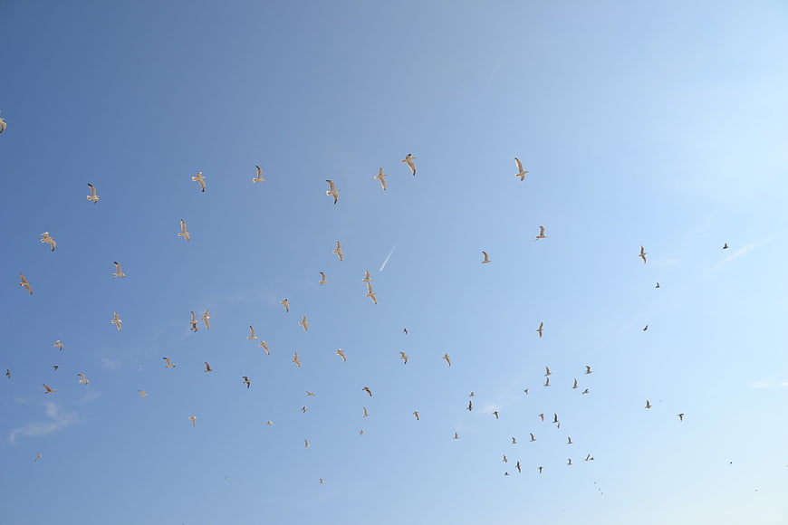 Flock of Seagulls Flying Against Clear Blue Sky