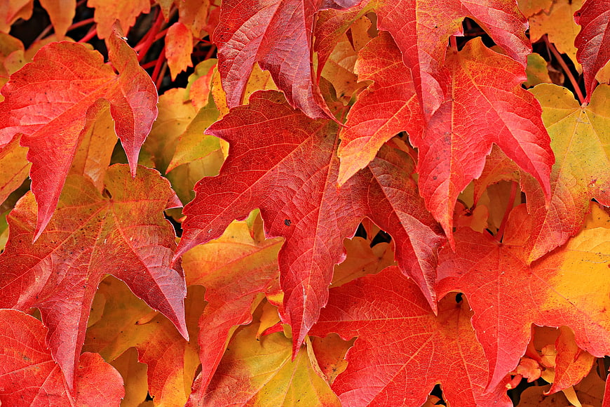 Vibrant Red and Yellow Autumn Leaves Close-Up