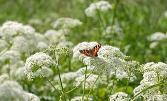Small Tortoiseshell Butterfly on White Cow Parsley Flowers
