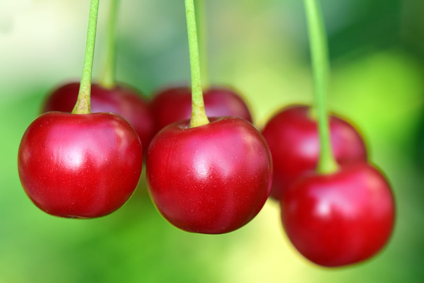 Fresh Red Cherries Hanging on Branch with Green Background