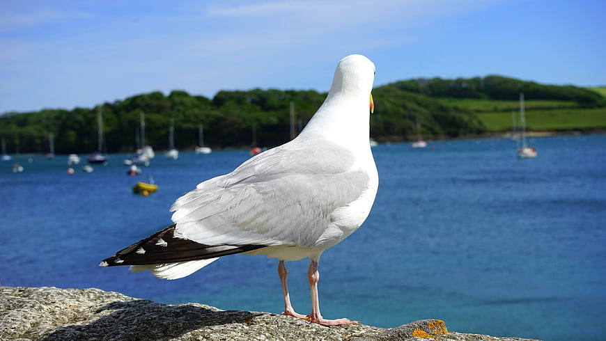 Seagull Standing on Rock by Blue Water