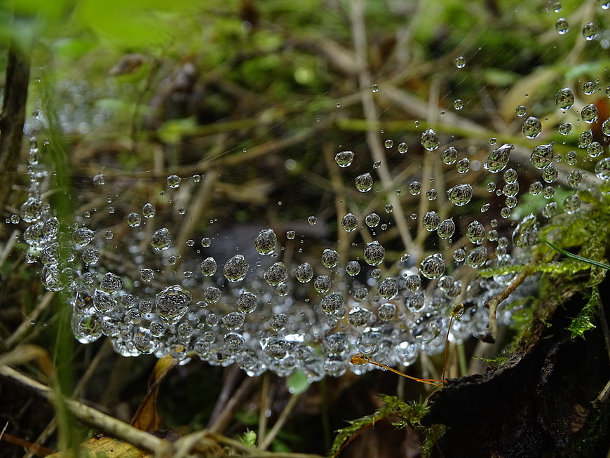 Macro photography of dew drops on a spider web in nature