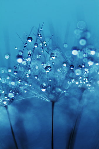 Macro Blue Dandelion Seeds with Water Droplets