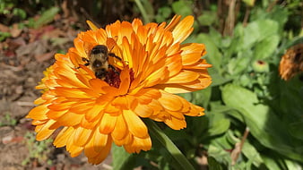 Bumblebee Pollinating Bright Orange Calendula Flower
