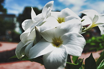 Close-up of white plumeria flowers with yellow centers