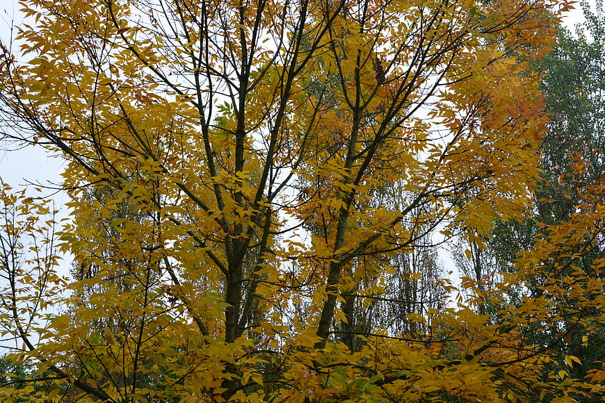 Golden autumn tree with yellow leaves against overcast sky