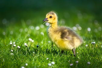 Cute Yellow and Brown Gosling Eating Grass in Meadow