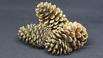 Three pine cones on dark background