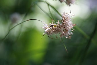 Close-up of wildflower with insect on green background