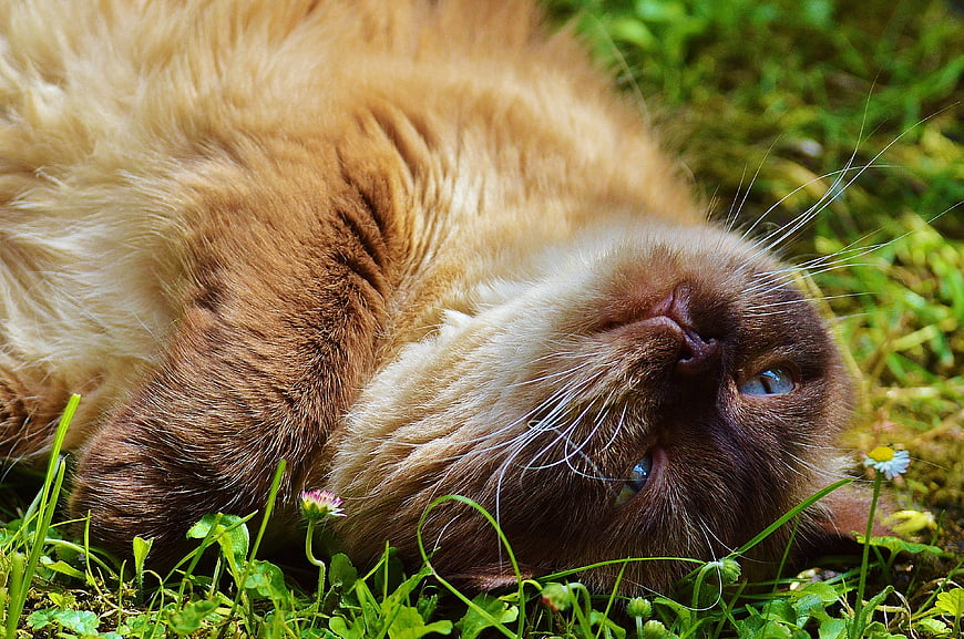 Cute brown cat lying upside down in green grass