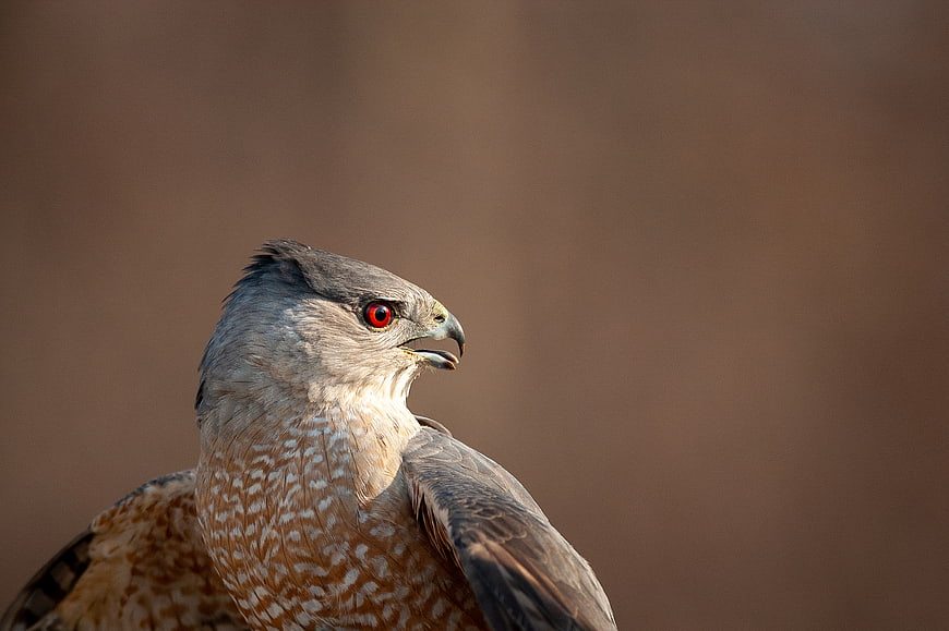 Close-up portrait of a hawk with striking red eye