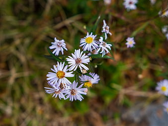 Close-up of purple and yellow wildflowers in a meadow