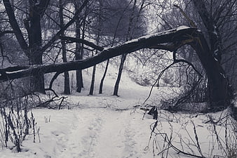 Snowy winter forest with fallen tree and footprints