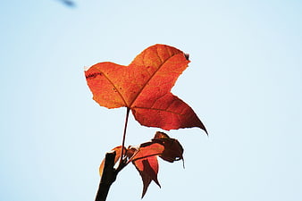 Red maple leaf backlit against blue sky in autumn