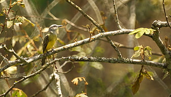 Yellow-bellied bird perched on a lichen-covered tree branch