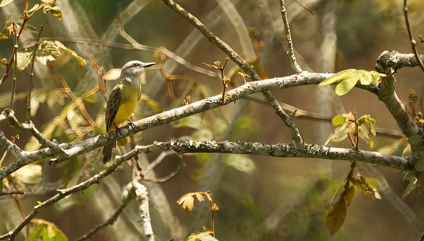 Yellow-bellied bird perched on a lichen-covered tree branch
