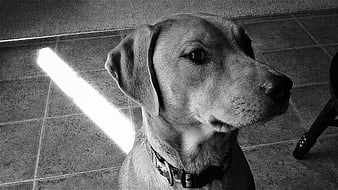 Black and White Portrait of a Labrador Dog Indoors