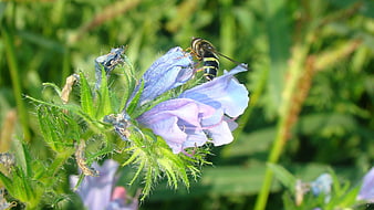 Close-up of a Hoverfly on a Blue Borage Flower