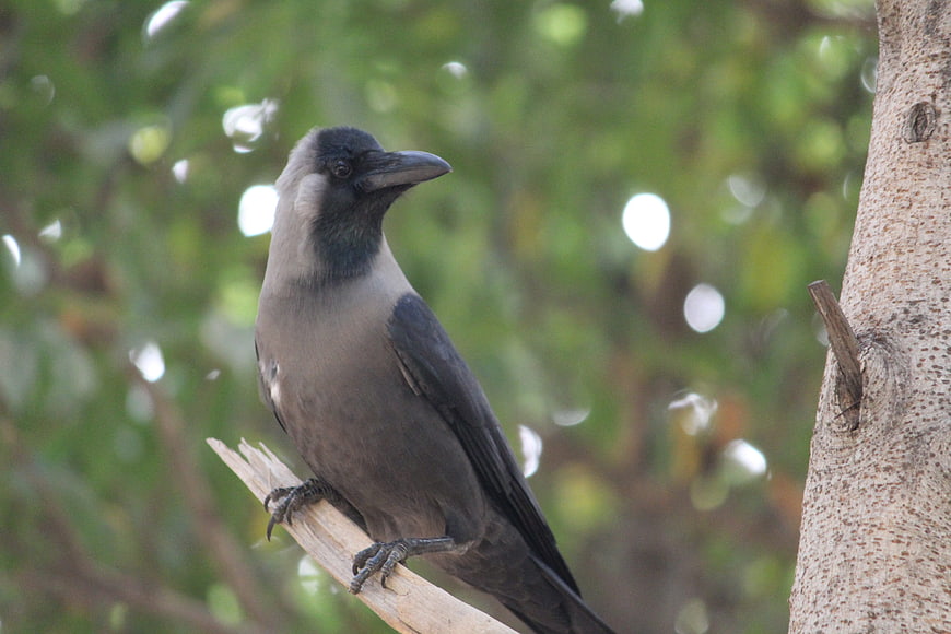 Hooded Crow Perched on Tree Branch in Nature