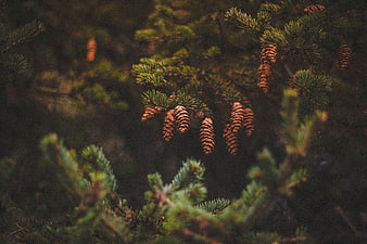 Close-up of pine cones hanging on a spruce branch in a forest