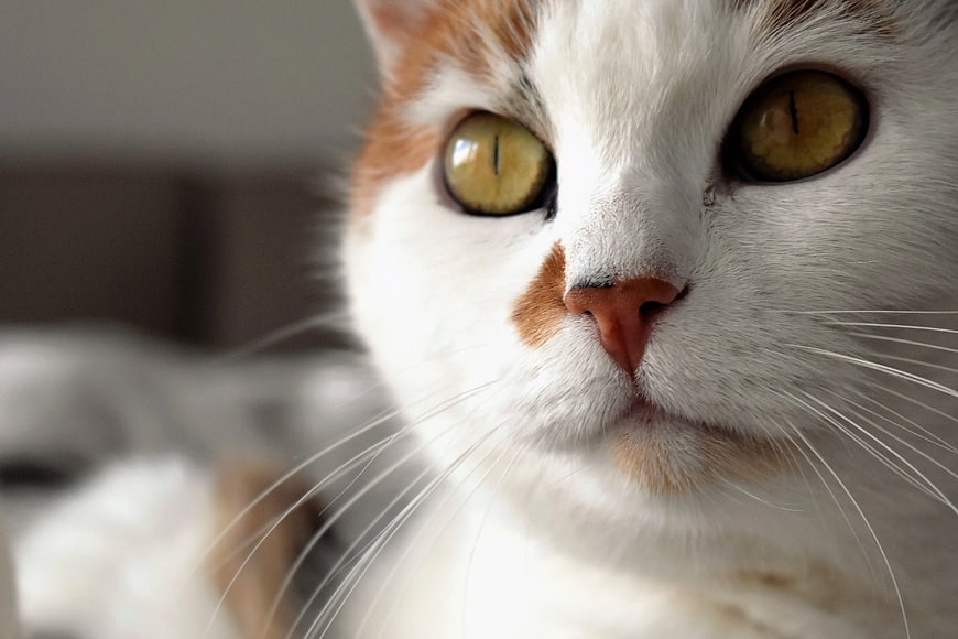 Close-up of White and Orange Cat with Yellow Eyes