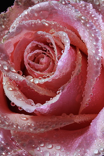 Macro Photography of Pink Rose with Water Droplets