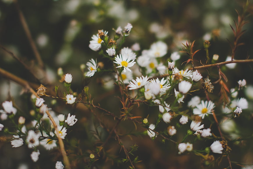Close-up of delicate white wildflowers with yellow centers