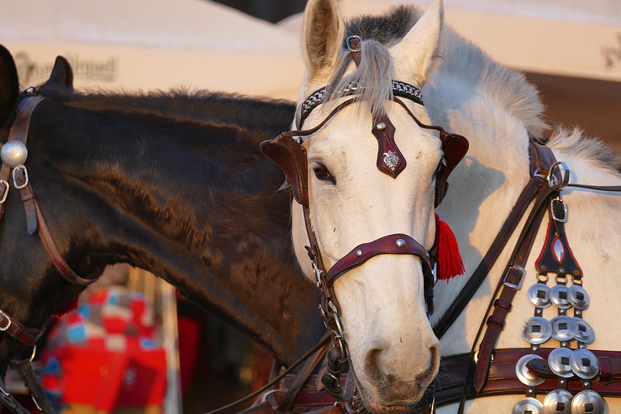 White and Black Horses in Traditional Harnesses