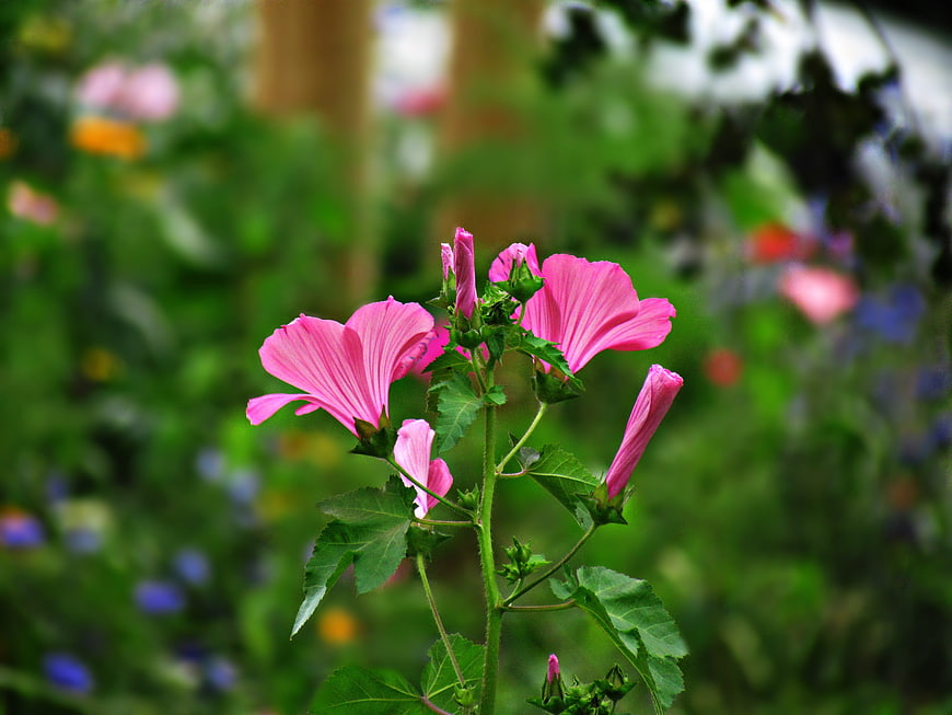 Pink Hibiscus Flowers Blooming in a Lush Green Garden