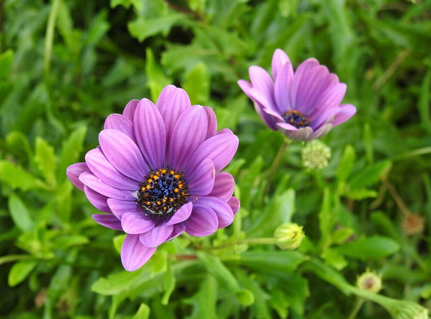 Close-up of vibrant purple African daisy flowers in green foliage