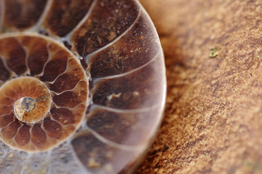 Macro Close-Up of Ammonite Fossil Spiral Shell on Textured Rock