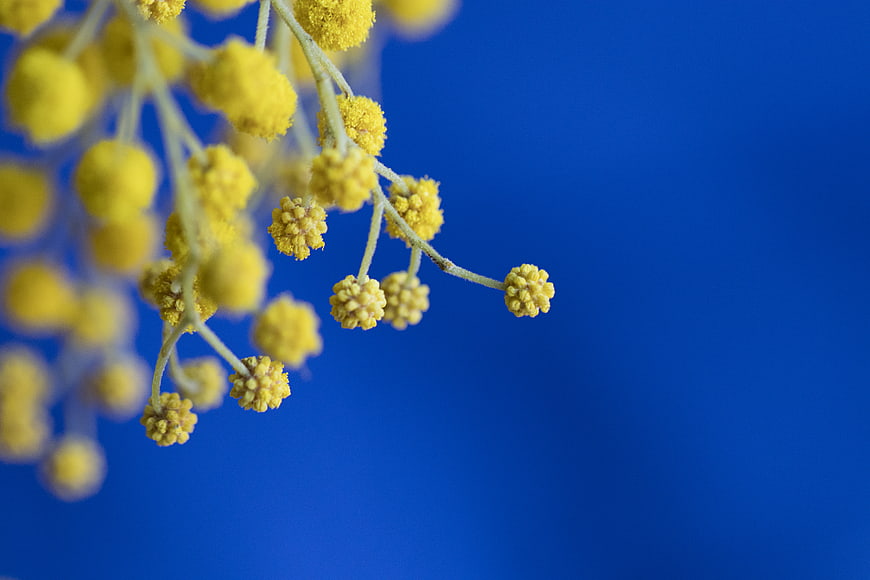 Yellow Mimosa Flowers on Blue Background