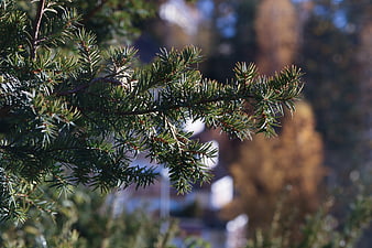 Close-up of pine branch with blurred autumn background
