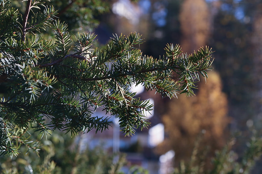 Close-up of pine branch with blurred autumn background