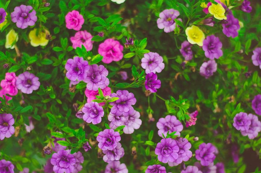 Vibrant purple and pink petunia flowers in a garden