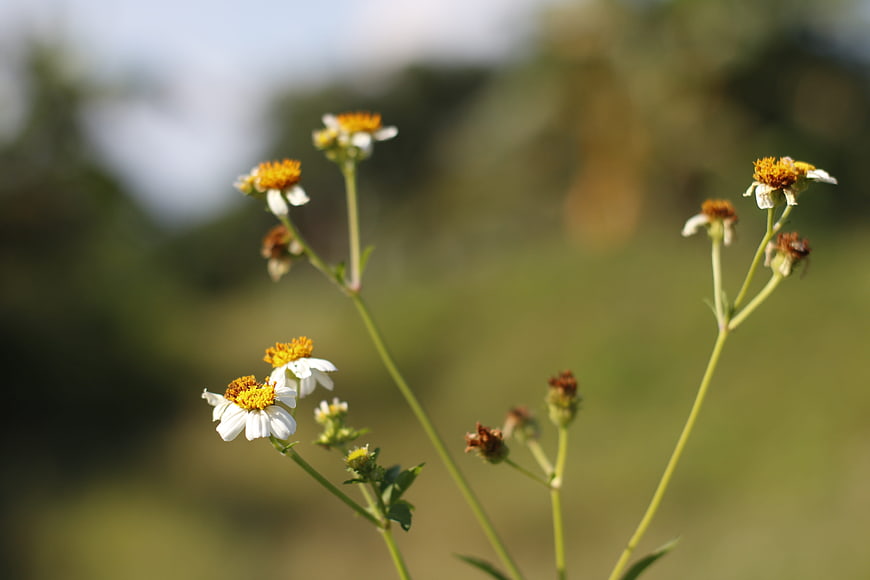 Delicate white and yellow wildflowers with blurred green background