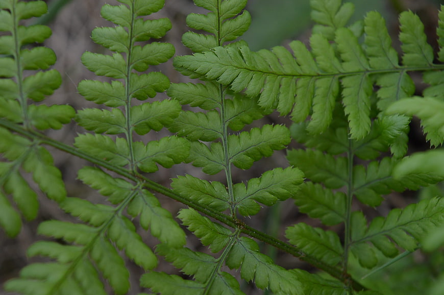 Close-up of vibrant green fern fronds in a forest