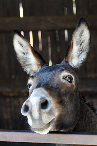 Close-up portrait of a curious donkey head with long ears
