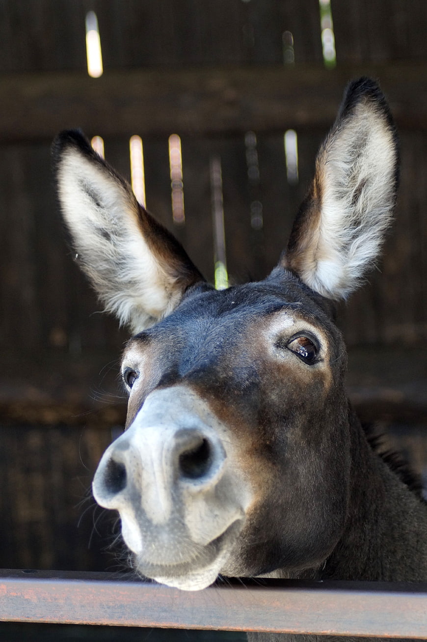 Close-up portrait of a curious donkey head with long ears
