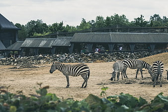 Zebras grazing in a zoo enclosure with rustic buildings