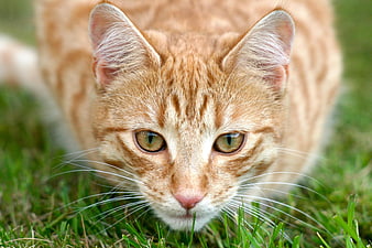 Close-up of an orange tabby cat in green grass