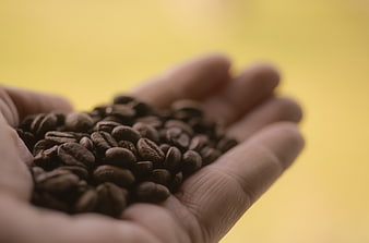 Close-up of roasted coffee beans held in cupped hands