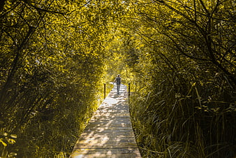 Woman walking on wooden boardwalk through sunlit forest