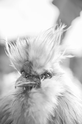 Close-up portrait of a fluffy Silkie chicken in black and white