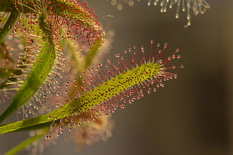 Close-up of Sundew Plant with Red Sticky Tentacles