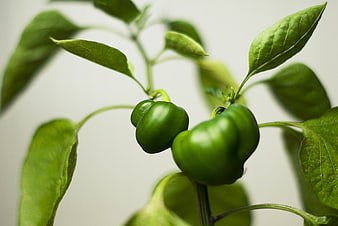 Fresh Green Peppers Growing on Plant Branch