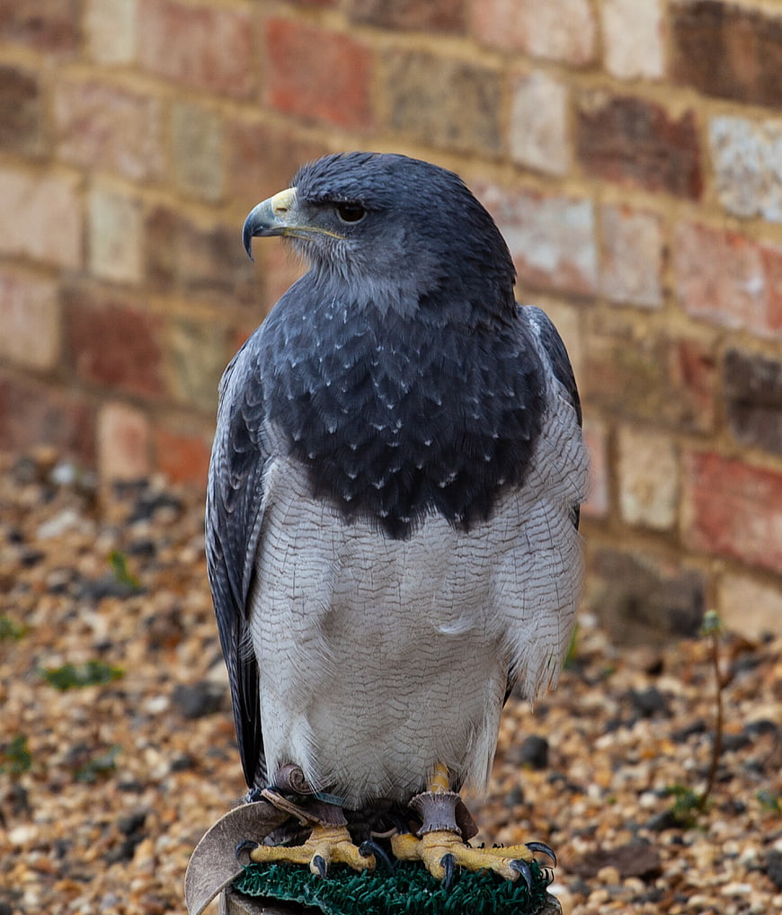 Close-up of a Harris Hawk perched on a glove
