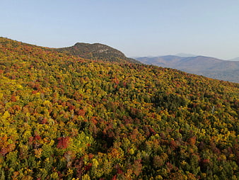 Aerial View of Vibrant Autumn Forest on Mountain Slope