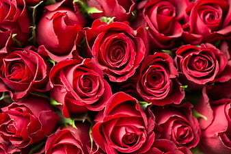 Close-up of vibrant red roses in a dense bouquet