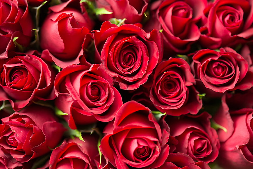 Close-up of vibrant red roses in a dense bouquet
